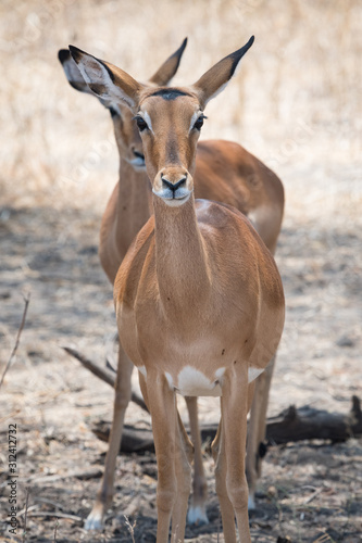Impala in the Tarangire National Park, Tanzania