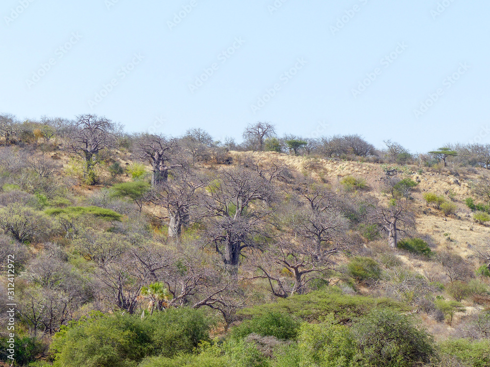 African baobab (Adansonia digitata) and Landscape near Mangola Gorofani Tanzania Africa African baobab (Adansonia digitata) and Landscape near Mangola Gorofani Tanzania Africa