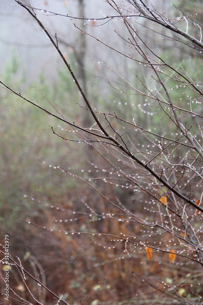 sticks rain drops sticks rain drops