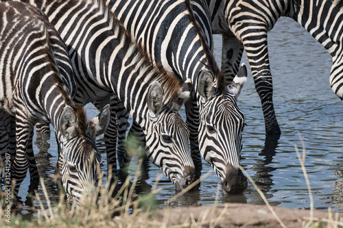Zebra drinking in the Tarangire National Park  Tanzania