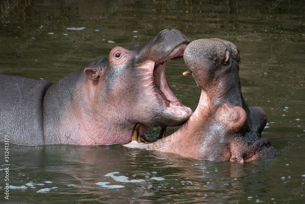 Hippopotamus in the Serengeti National Park, Tanzania Hippopotamus in the Serengeti National Park, Tanzania