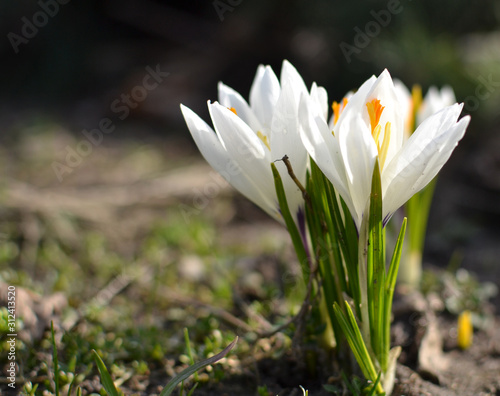 blooming white crocuses in spring