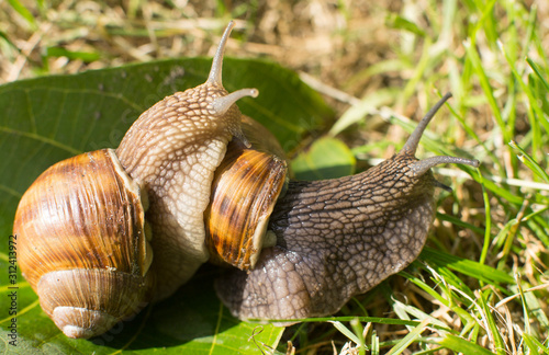 two snails on a green leaf in the garden