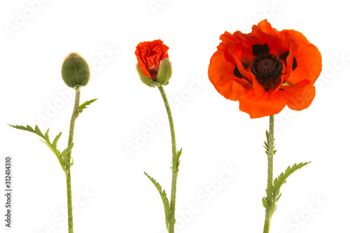 Poppy in three stages, from bud to blooming flower isolated on a white background