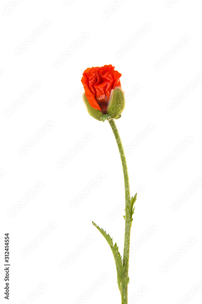Bud of a poppy flower just opening isolated on a white background Bud of a poppy flower just opening isolated on a white background