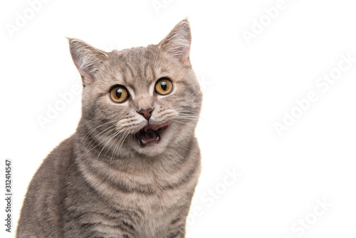 Portait of a silver tabby british shorthair cat licking its lips being hungry isolated on a white background