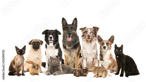 Large group of various domestic pets, dogs, cats, rabits and a guinea pig