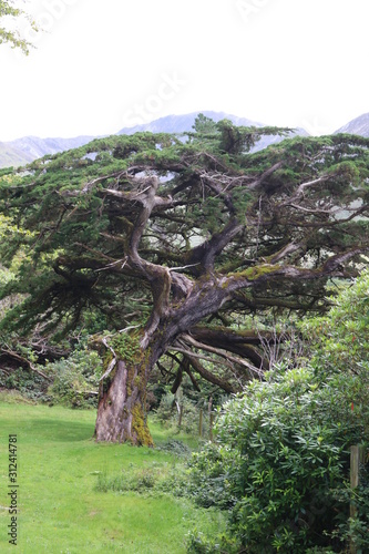 Tree in Ireland