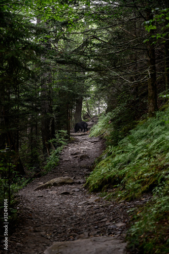 Black Bear Sniffs for Food