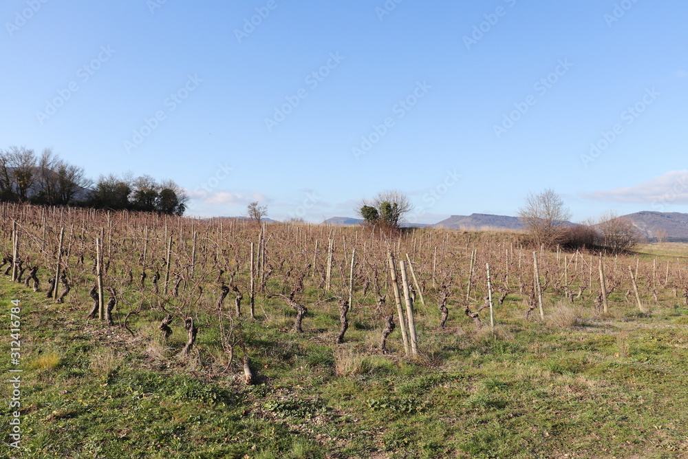 Obraz premium Vignes en hiver à Alba La Romaine - Département Ardèche - Région Rhône Alpes - France