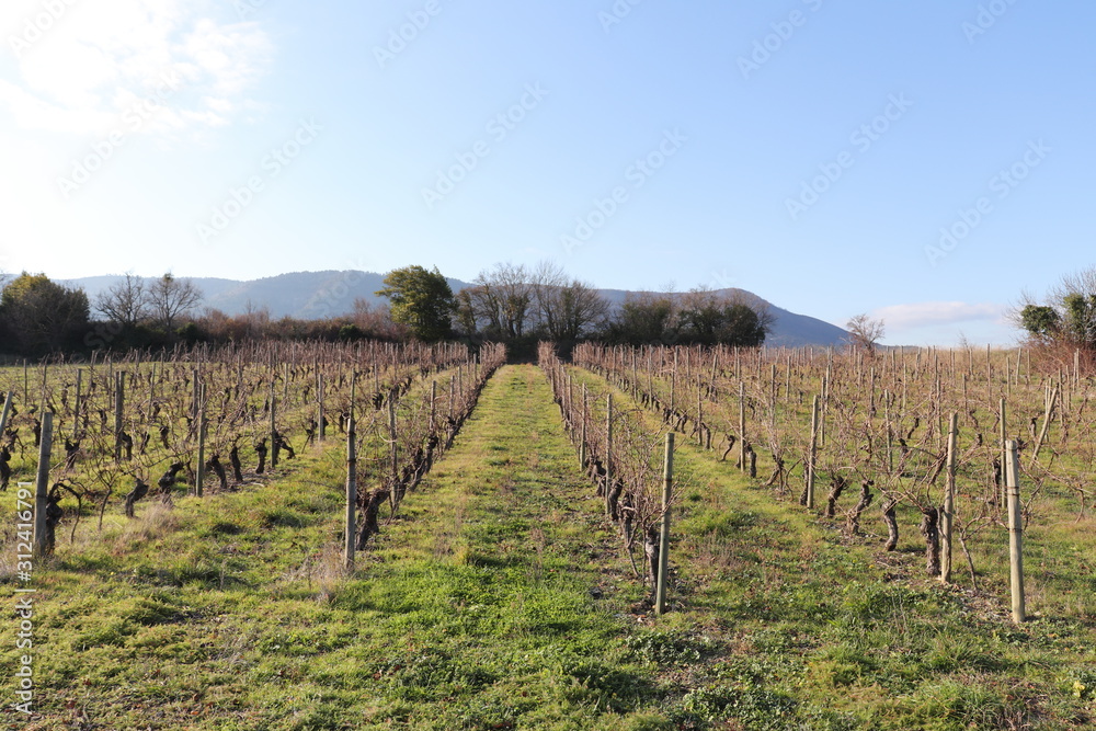 Vignes en hiver à Alba La Romaine - Département Ardèche - Région Rhône Alpes - France
