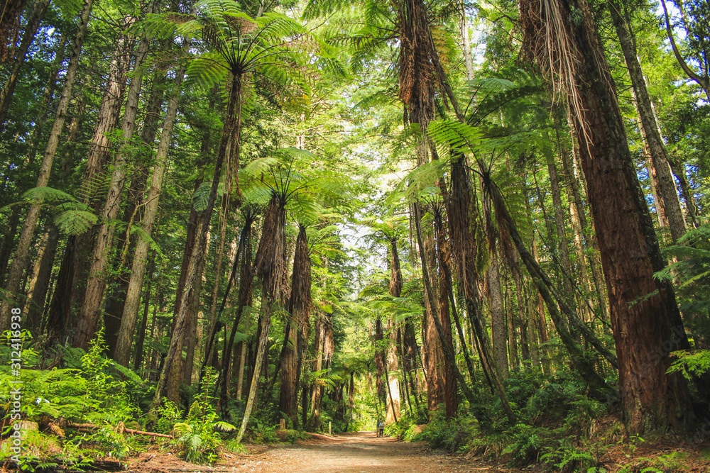 Obraz premium Redwoods at Whakarewarewa Forest in Rotorua, North Island, New Zealand