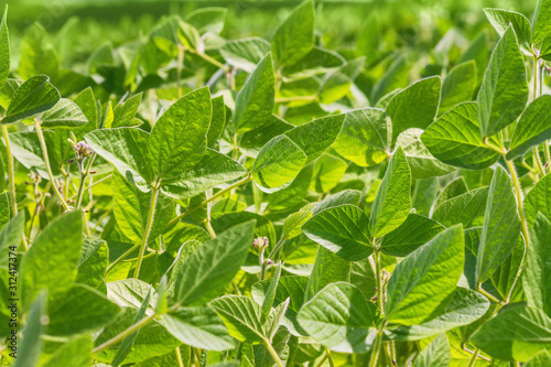 Wallpaper Mural Rural landscape - field the soybean (Glycine max) in the rays summer sun, closeup Torontodigital.ca