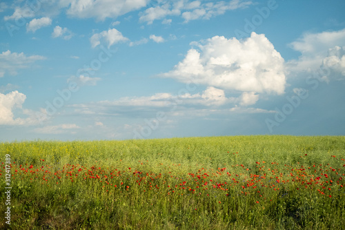 field of poppy flowers