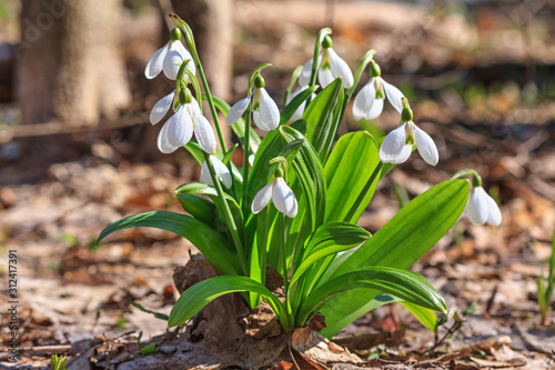 Photos Galanthus nivalis or common snowdrop - blooming white flowers in early spring in