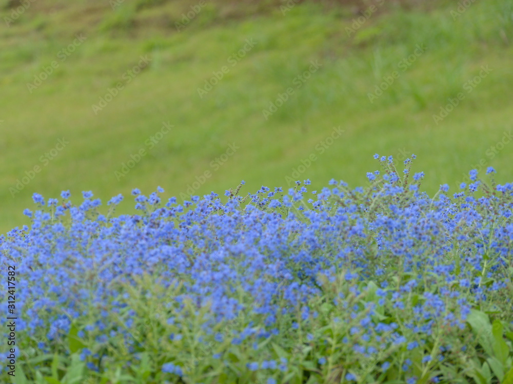 field of blue flowers