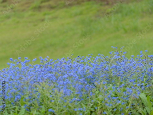 field of blue flowers