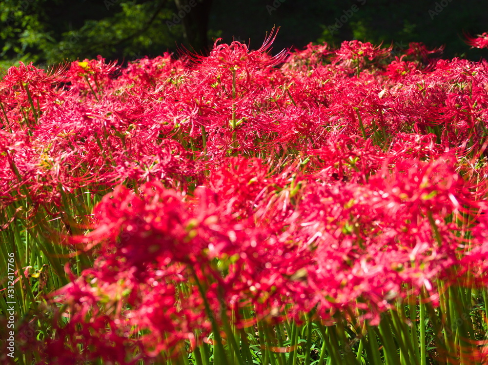field of flowers