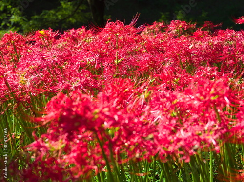 Obraz na płótnie field of flowers w salonie