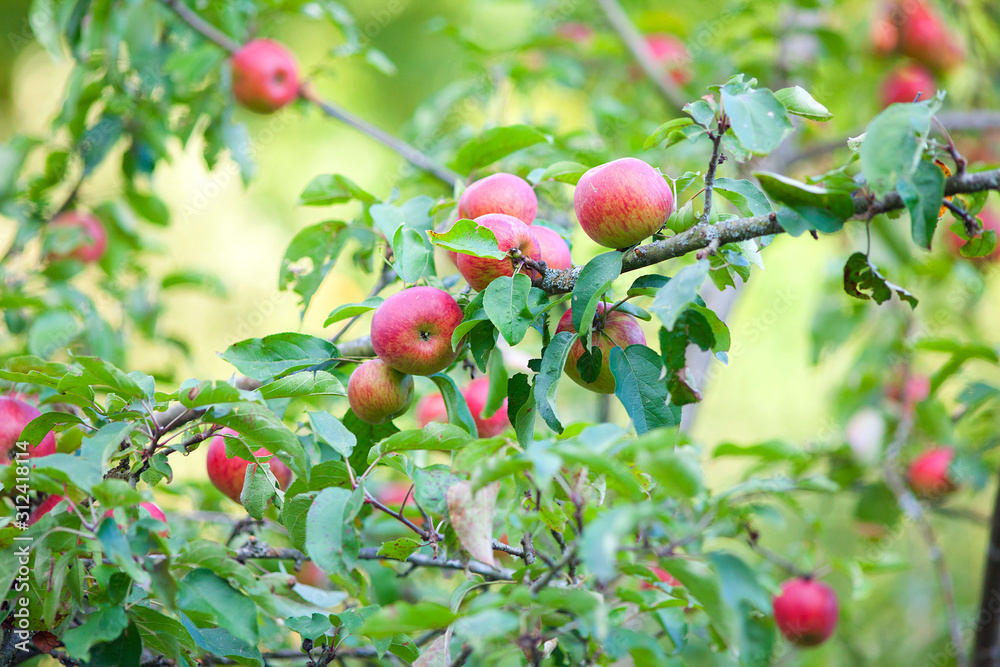 Obraz premium Apple Tree with mellow fruits on branch