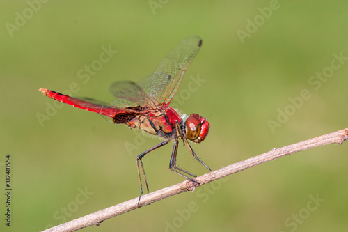 Scarlet Percher Dragonfly 