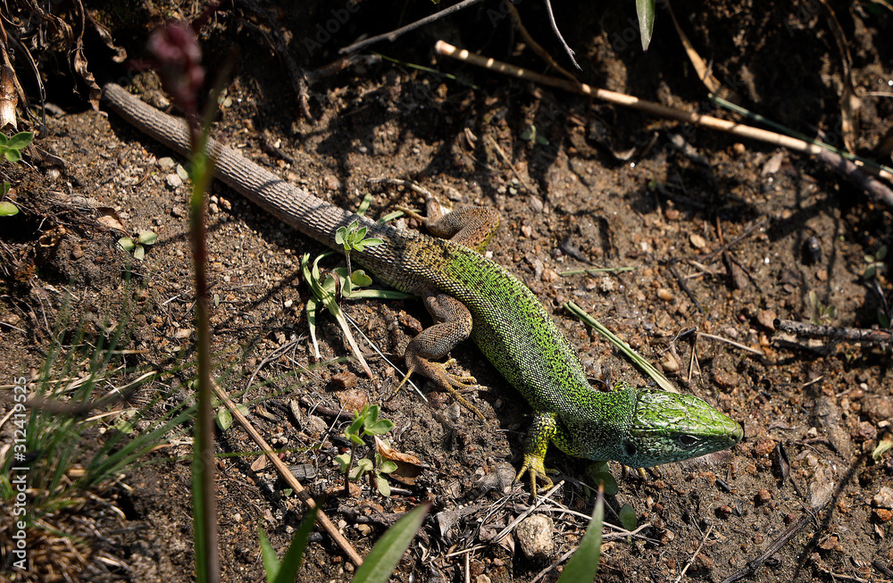A green lizard (Lacerta virilis) sunning in front of its hiding place A green lizard (Lacerta virilis) sunning in front of its hiding place