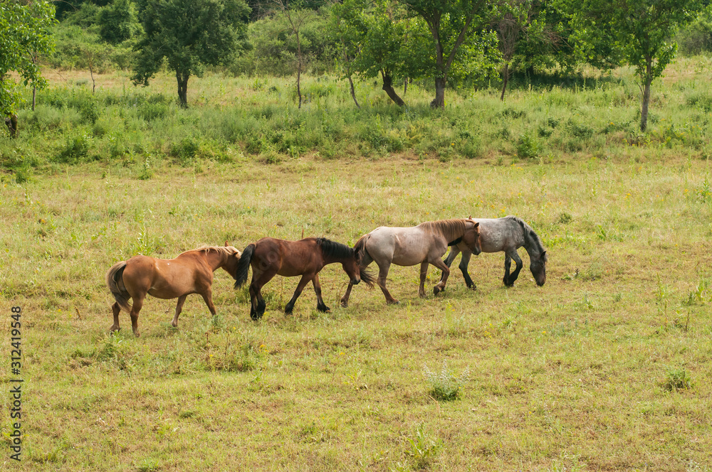 Wild horses grazing on summer meadow in countryside