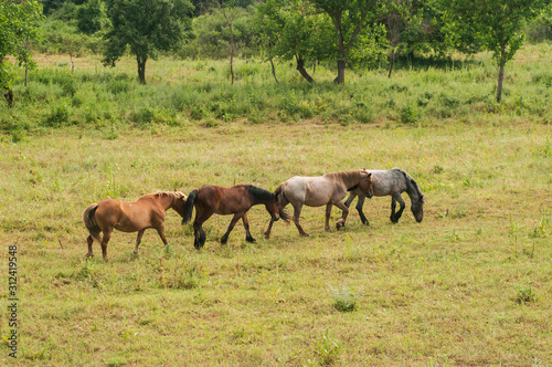Wild horses grazing on summer meadow in countryside