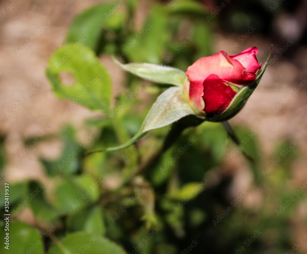 Tea Rosebud