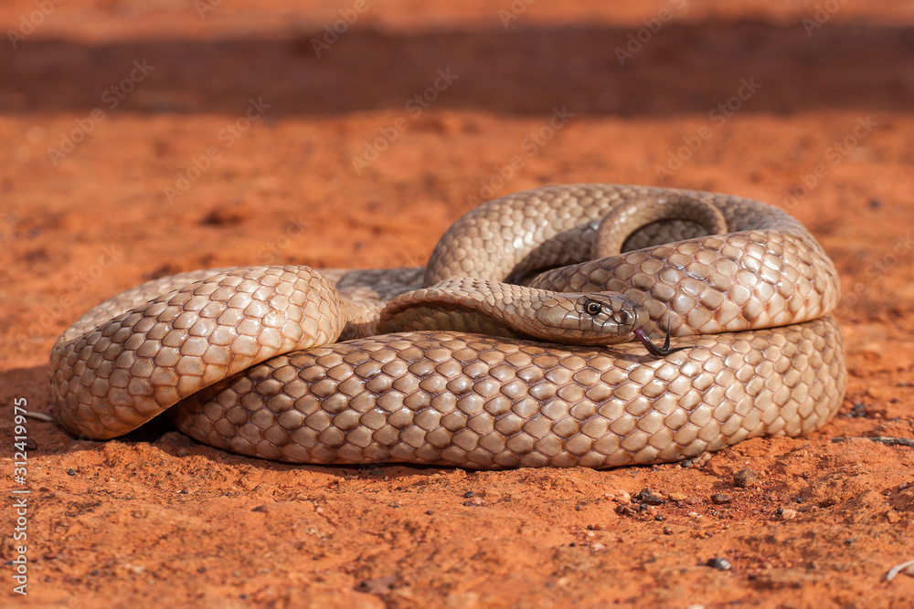 Obraz premium Strap-snouted Brown Snake