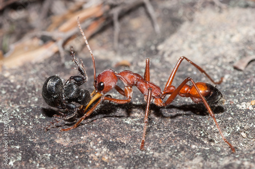 Australian Bull Ant with wasp prey