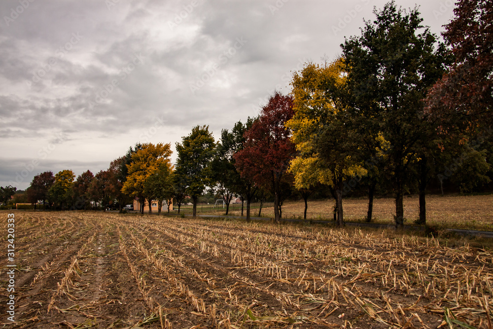 Naklejka premium autumnal-coulored deciduous trees along a country road