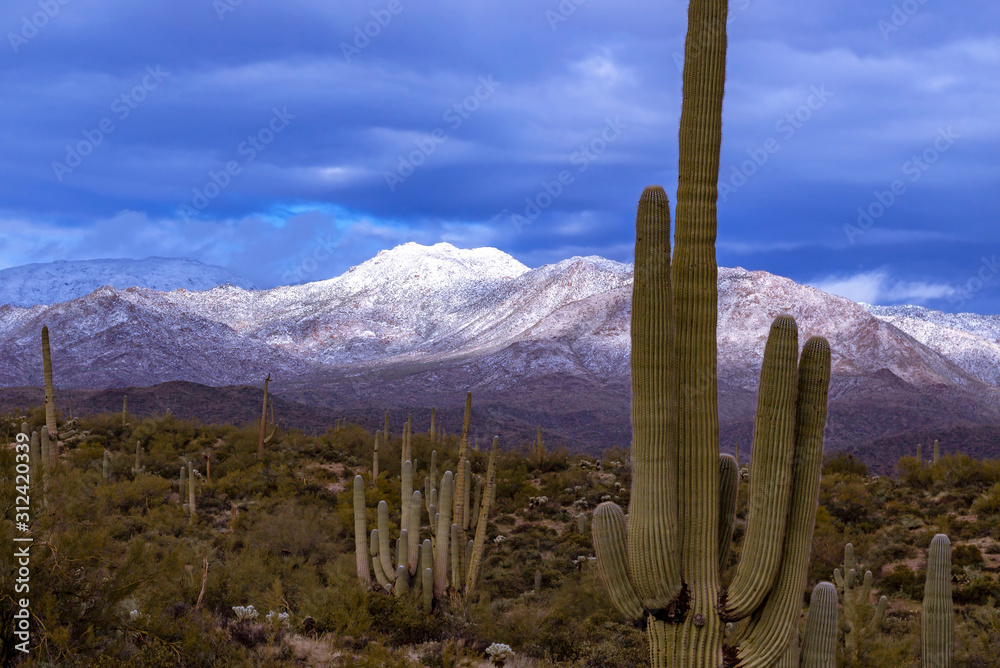 Cactus & Snow In FourPeaks Wilderness in AZ