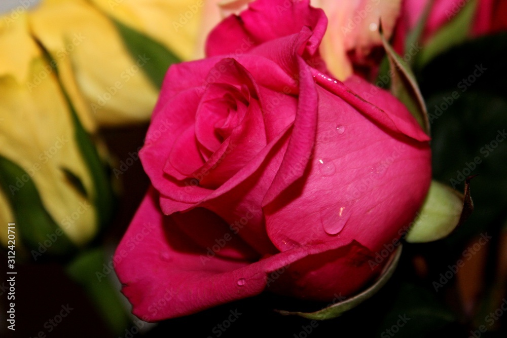 Fototapeta premium Vivid Pink Rose