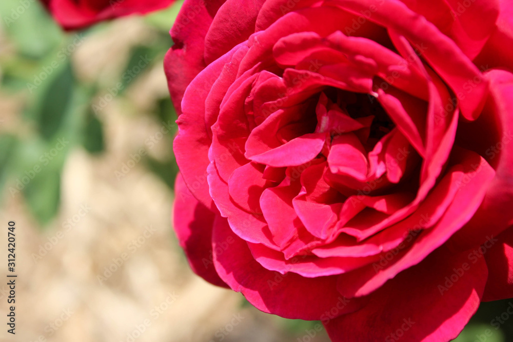 Pink Imperial Rose Pink Imperial Rose