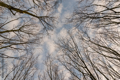 Bare treetops in winter  trees in winter  bare trees  blue sky with small clouds