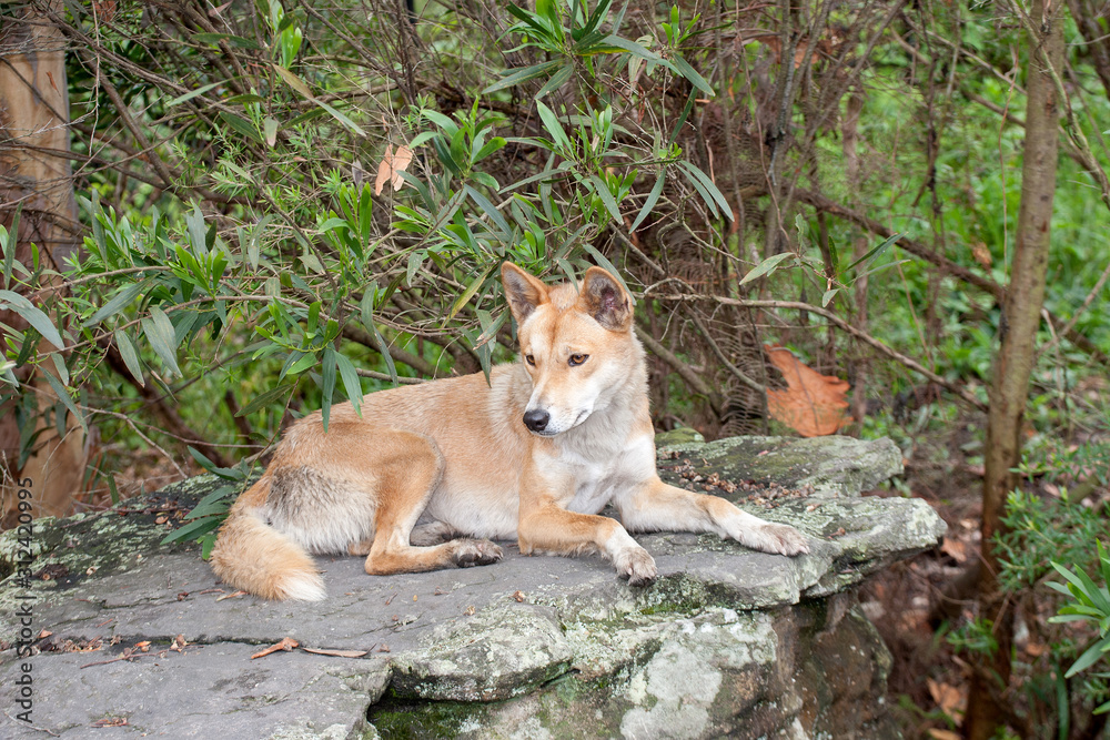 Australian Dingo dog in captivity Australian Dingo dog in captivity