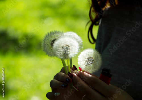 closeup of dandelion