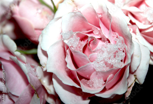 Frost Rose