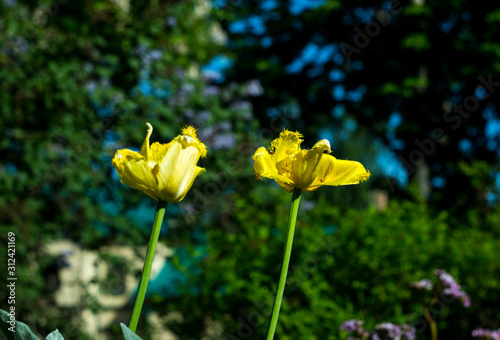 yellow tulips in the garden