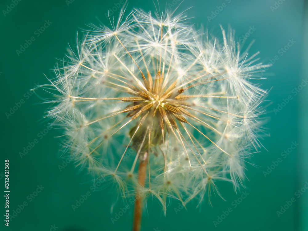 Fototapeta premium dandelion on green background