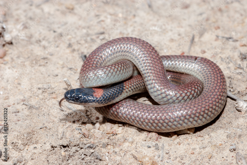Obraz premium Red-naped Snake is a small non dangerous Elapid snake from Australia