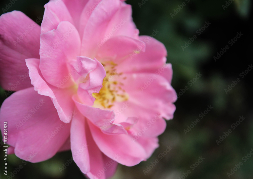 Light Pink Shrub Rose