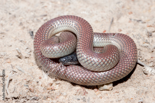 Red-naped Snake