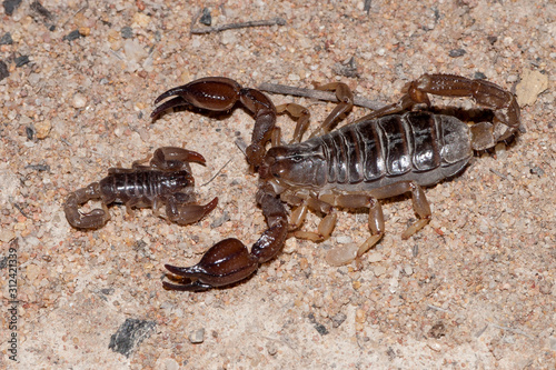 Australian scorpion
