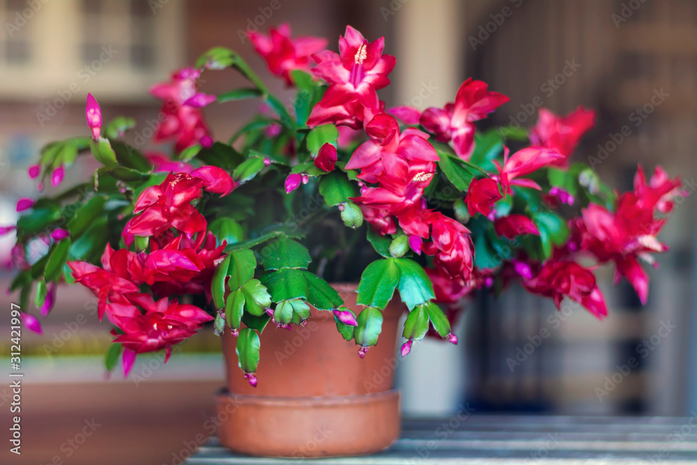 Christmas Cactus Fbeautiful, bloom, blossoming, botany, bud, cacti, cactus, celebration, christmas cacti, christmas cactus, close, close-up, closeup, color, colorful, december, decoratiolower in a Pot