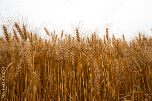 Wheat field on white