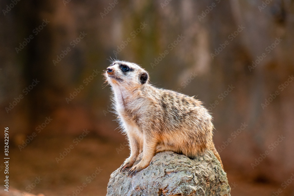 Meerkat