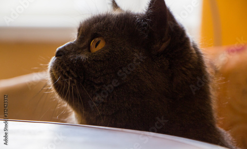 cat lying on bed