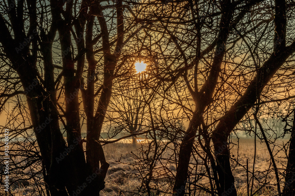 sunset in forest sunset in forest